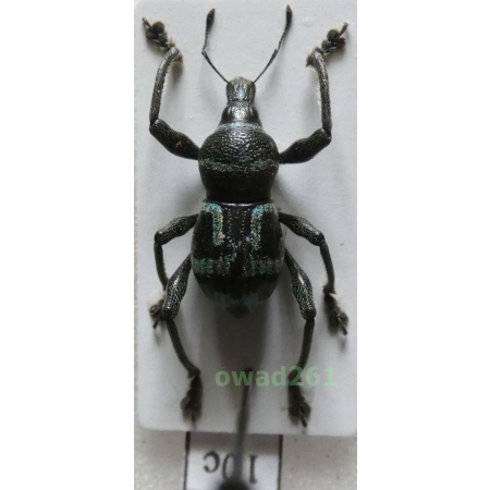 Metapocyrtus negrosensis Schultze, 1925 Philippines10c